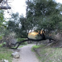 Plenty of trees / tree tunnel / shade