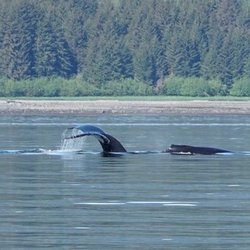 Catch of the day - Mother whale and her calf.