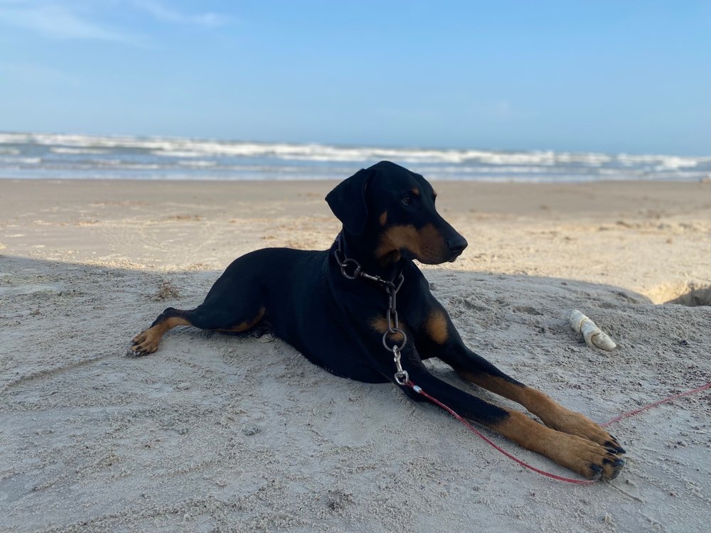 ANIMALS ETC PET MOTEL Updated August 2024 7112 N Bentsen Rd, McAllen, Texas Pet Sitting