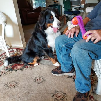 Camp Bow Wow - The tongue lol. - Pet Sitting Near Me - Albany, New York Camp Bow Wow - The tongue lol. - Pet Sitting Near Me - Albany, New York