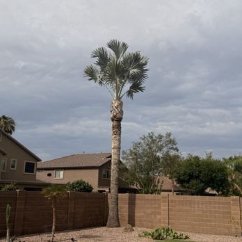 Tree Solution Pros - After - Landscaping Near Me