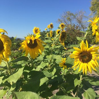 Brix - yellow sunflower - New American Near Me - Napa, California Brix - yellow sunflower - New American Near Me - Napa, California