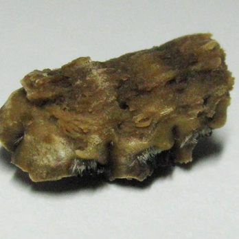 Puerto Vallarta - Unidentified object, possibly jaw/bone of a small animal or rodent in Puerto Vallarta's Macho Burrito - Mexican Near Me - Orange, Connecticut Puerto Vallarta - Unidentified object, possibly jaw/bone of a small animal or rodent in Puerto Vallarta's Macho Burrito - Mexican Near Me - Orange, Connecticut