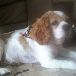 Charlie looking cool after snip.