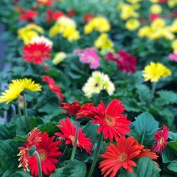 Reseda Nursery & Stone Yard - Gerbera Daisies