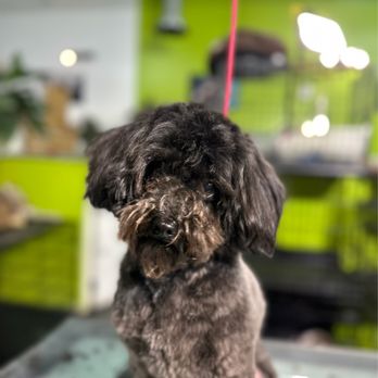 Las Vegas Spaw - Before - Grooming - Pet Groomers Near Me - Las Vegas, Nevada Las Vegas Spaw - Before - Grooming - Pet Groomers Near Me - Las Vegas, Nevada
