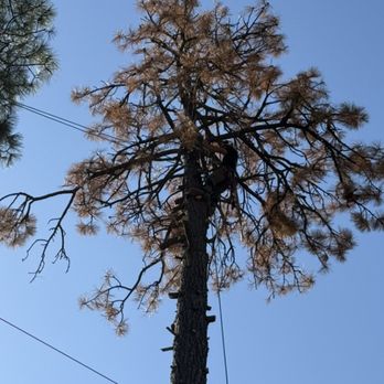 Lumberjacks - Climbing a dead pine - Tree Services Near Me