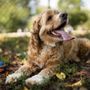 Photo of Silver Lake Park Dog Run