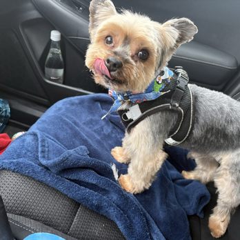 Dog's Day Out - Fresh from the Groomer - lamb cut - Pet Groomers Near Me - Lewisville, Texas Dog's Day Out - Fresh from the Groomer - lamb cut - Pet Groomers Near Me - Lewisville, Texas