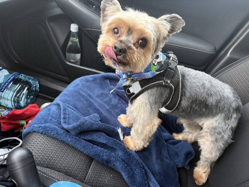 Dog's Day Out - pet boarding facility in Lewisville, TX