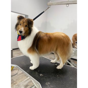 TeesPetStyles - Pet Groomers Near Me