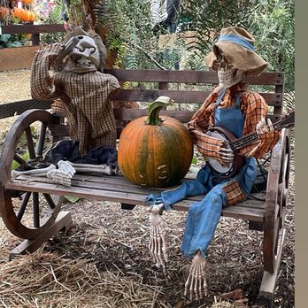 Live Oak Canyon Pumpkin Patch and Christmas Tree Farm - Christmas Trees Near Me - Redlands, California Live Oak Canyon Pumpkin Patch and Christmas Tree Farm - Christmas Trees Near Me - Redlands, California