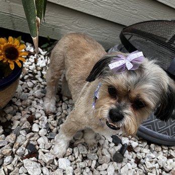 Dogs Etc - Pet Groomers Near Me - Newhall, California