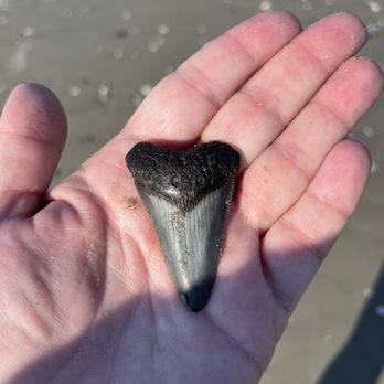 Coastal Expeditions - Angustiden tooth from Morris Island - Tours Near Me - Mount Pleasant, South Carolina
