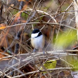 Black Capped Chickadees all along the trail