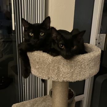The Comforted Kitty - Pet Sitting Near Me The Comforted Kitty - Pet Sitting Near Me