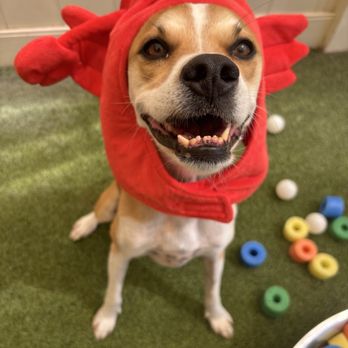 Camp Bow Wow - Joey at daycare - Pet Boarding Near Me - Phoenix, Arizona