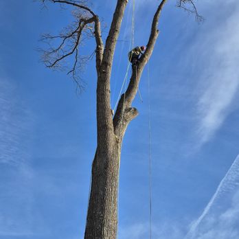 Ranger's Tree Service - Tree Services Near Me - Stafford, Virginia Ranger's Tree Service - Tree Services Near Me - Stafford, Virginia