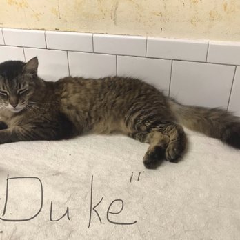 Abandoned Pet Rescue - Animal Shelters Near Me - Fort Lauderdale, Florida