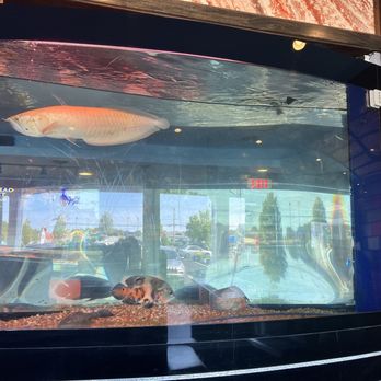 Saga Sushi - lonely dragon fish - Asian Fusion Near Me - West Yarmouth, Massachusetts Saga Sushi - lonely dragon fish - Asian Fusion Near Me - West Yarmouth, Massachusetts
