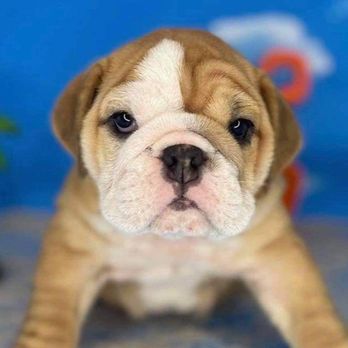 Find A Pet - Pet Stores Near Me - Huffman, Texas Find A Pet - Pet Stores Near Me - Huffman, Texas