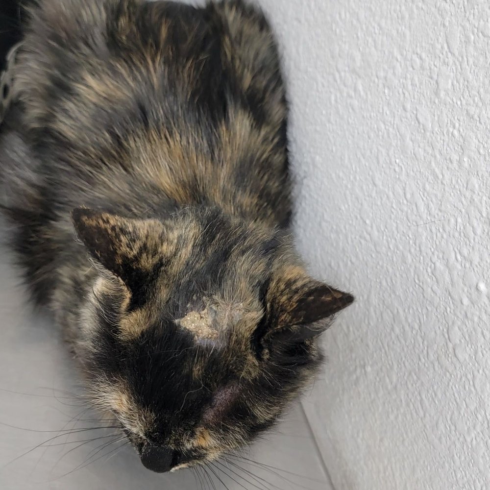 Pets Vet - Her bite - Veterinarians Near Me - Hemet, California