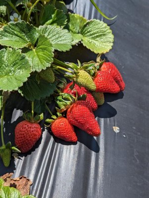 Family Farms by null