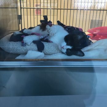 Miss Winkles Pet Adoption Center - Animal Shelters Near Me - Clovis, California