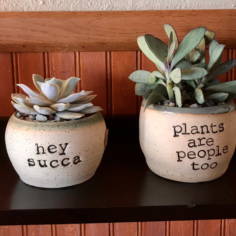 Cactus Moon - I had to buy one of these. - Florists Near Me - Tampa, Florida Cactus Moon - I had to buy one of these. - Florists Near Me - Tampa, Florida