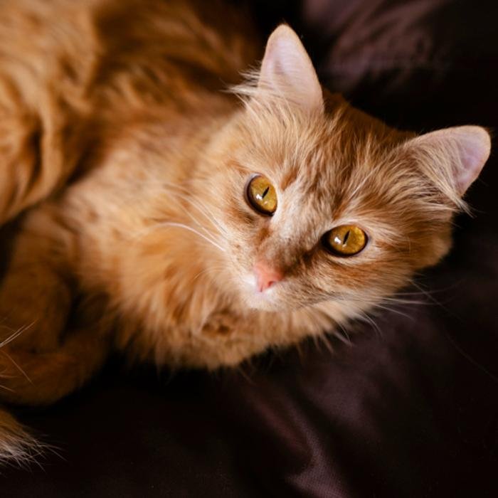 UPPER RUXLEY CATTERY 11 Photos Maidstone Road, Dartford, Kent