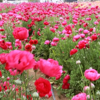 The Flower Fields - Venues & Event Spaces Near Me - Carlsbad, California The Flower Fields - Venues & Event Spaces Near Me - Carlsbad, California