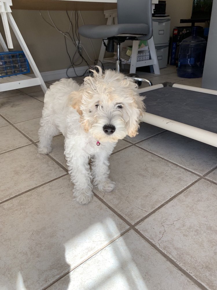 RAISE THE RUFF PET SERVICES 17 Photos Henderson, Nevada Pet Boarding Phone Number Yelp