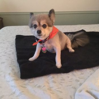 Rudy's Pawsome Kingdom - Pet Groomers Near Me - Duncanville, Texas