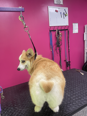 Doggy Style Salon by null