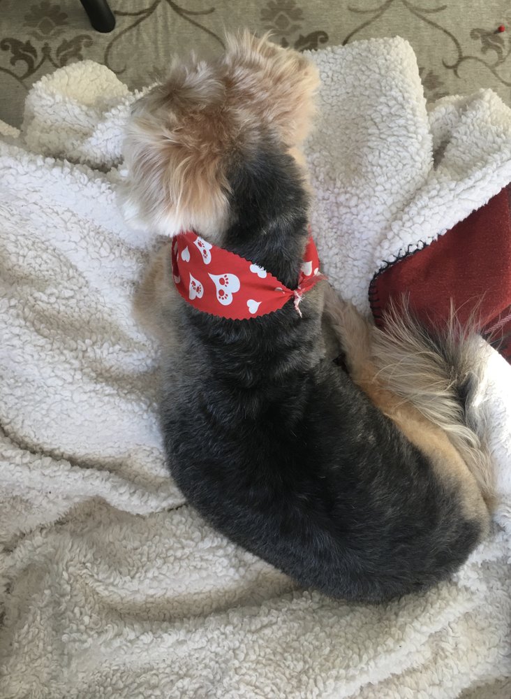 SHEAR MAGIC DOG SPA & RESORT Updated August 2024 519 Horan Rd