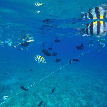 Calypso Charters - tons of fish - Snorkeling Near Me - Wailuku, Hawaii