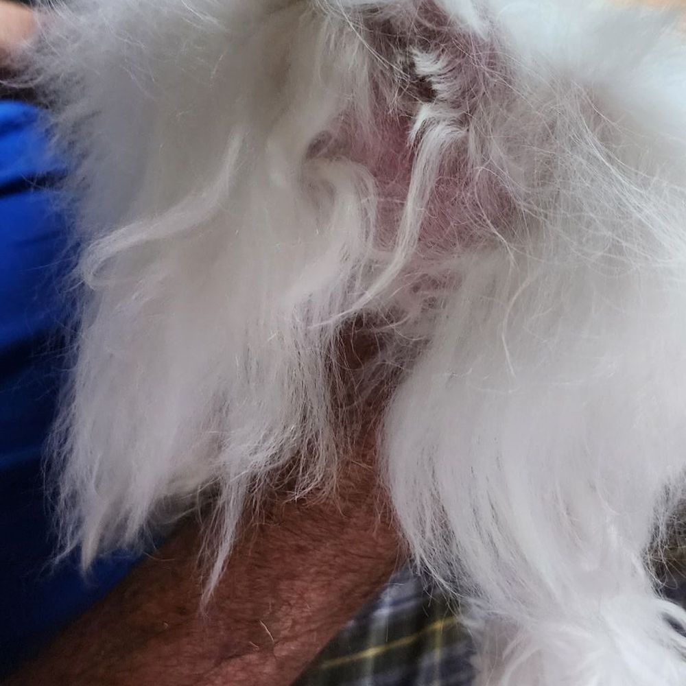 This is her rear end. There was a complete "skirt" of fur that was very pretty. They took no care in preserving.