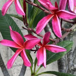 South Coast Plumeria Society - Plumeria