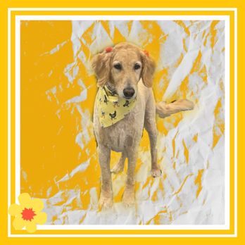 Ashton Grooming - Penny - Pet Groomers Near Me - Tehachapi, California