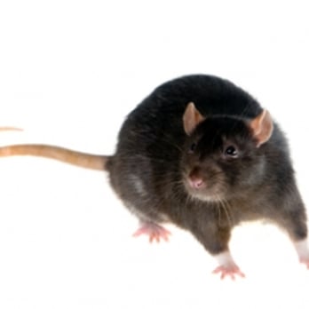 Cleankill Pest Control - Pest Control Near Me - Kenley, XGL Cleankill Pest Control - Pest Control Near Me - Kenley, XGL
