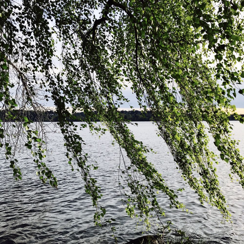 Chism Beach Park - Peaceful - Parks Near Me - Bellevue, Washington Chism Beach Park - Peaceful - Parks Near Me - Bellevue, Washington