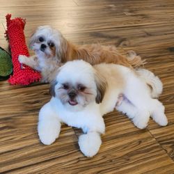 Best Buddies Dog Training