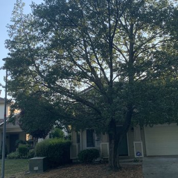 EG Tree Service - Before - Tree Services Near Me