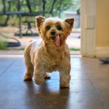 Paws Into Grace - Coco - Pet Hospice Near Me Paws Into Grace - Coco - Pet Hospice Near Me