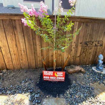 Moon Valley Nurseries - My beautiful crape myrtle that was delivered and planted by Moon Valley!! - Nurseries & Gardening Near Me - Carrollton, Texas Moon Valley Nurseries - My beautiful crape myrtle that was delivered and planted by Moon Valley!! - Nurseries & Gardening Near Me - Carrollton, Texas