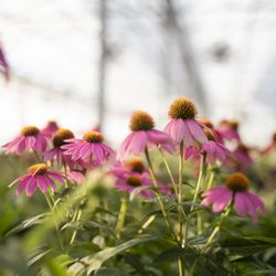 Benoit Greenhouses