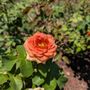 Photo of Raleigh Rose Garden