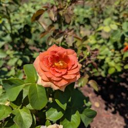 Raleigh Rose Garden