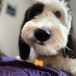 Granville Pet Sitting