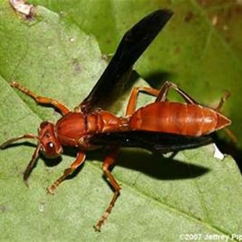 Magnolia Pest Solutions - Pest Control Near Me - Magnolia, Texas Magnolia Pest Solutions - Pest Control Near Me - Magnolia, Texas